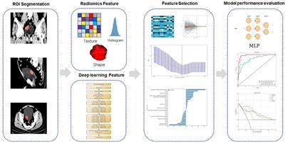 CT-based deep learning radiomics signature for the preoperative prediction of the muscle-invasive status of bladder cancer